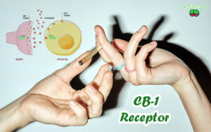 Read more about the article What is CB1 Receptor and THC Effects? 