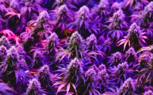 Read more about the article How to Cultivate Indoor-Grown Weed