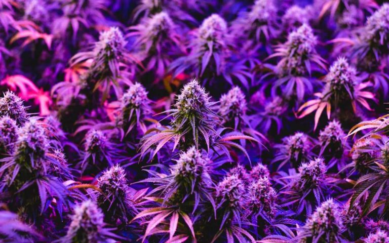 Best Indica Strains: Top 20 Indica Strains & Effects - Chronic THCA