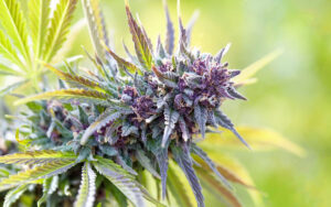 Read more about the article What is Hybrid Strains and it’s Effects? Beginner Guide 