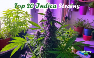 Read more about the article Best Indica Strains: Top 20 Indica Strains & Effects