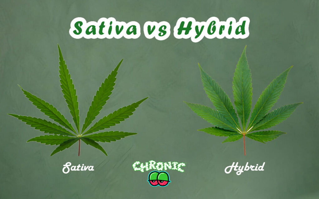 Sativa vs Hybrid