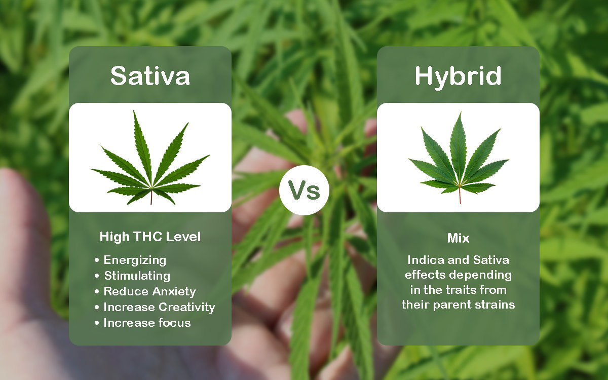 Read more about the article Sativa vs Hybrid: Their Effects and Which is Stronger?