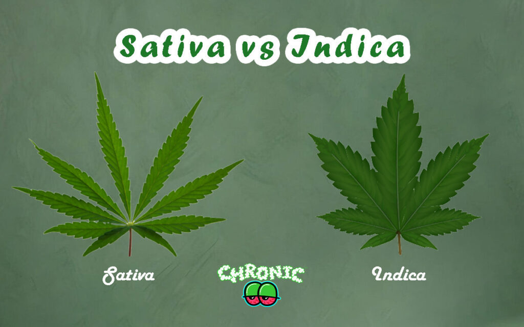 Sativa vs Indica Which is a better high? Chronic THCA