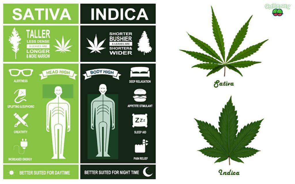 Sativa vs Indica Comparison Chart