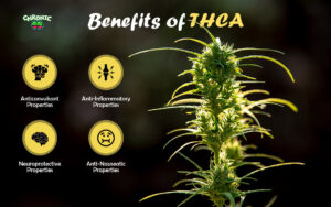 Read more about the article THCA Benefits: What does THCA do? Usage, and Consumption