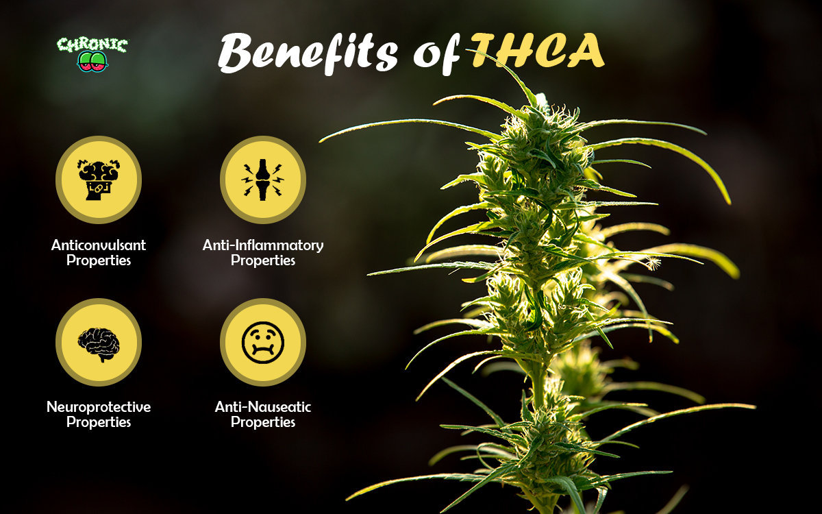 You are currently viewing THCA Benefits: What does THCA do? Usage, and Consumption