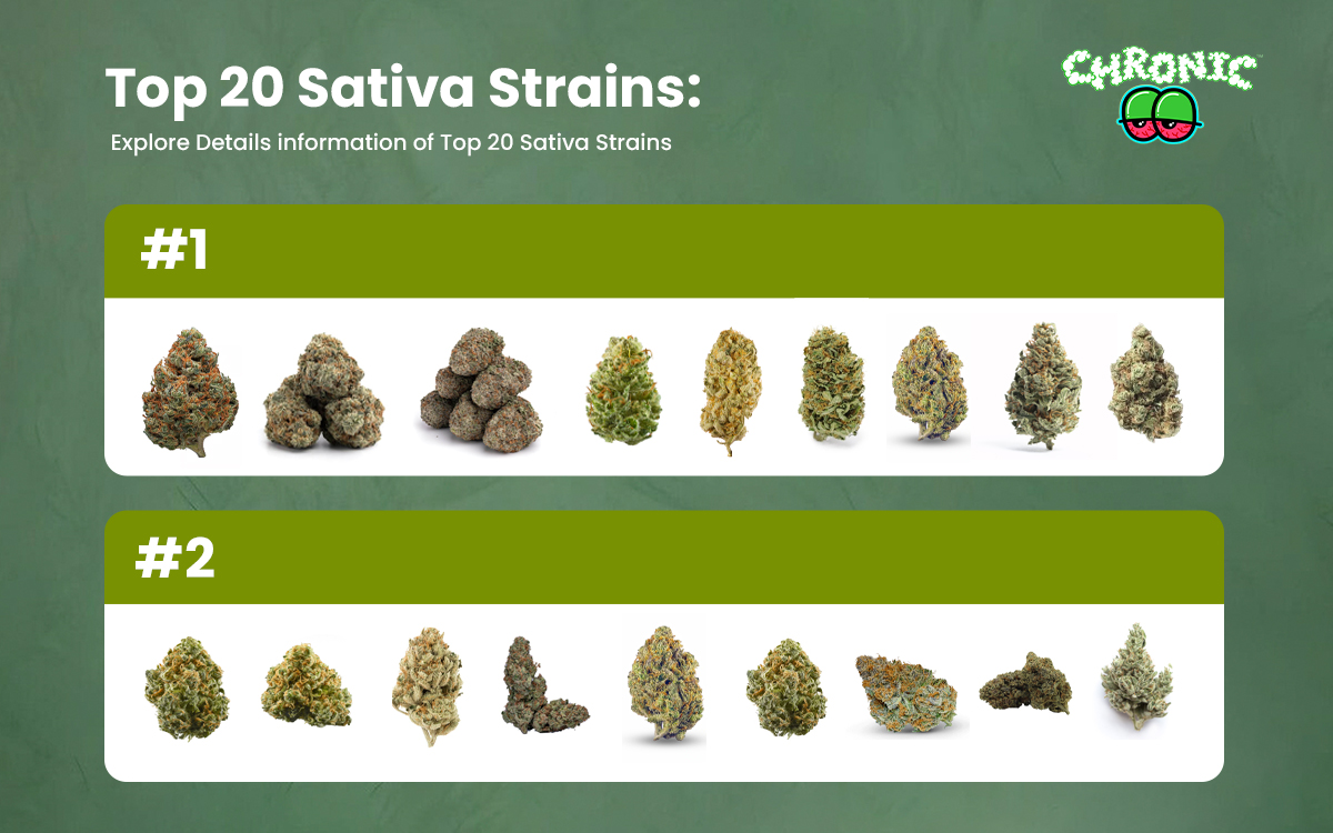 Read more about the article Top 20 Sativa Strains