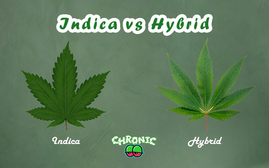 Indica vs Hybrid