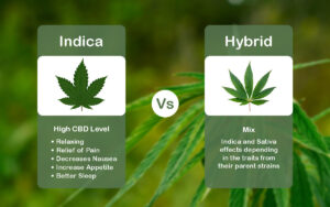 Read more about the article Indica vs Hybrid: What’s the Difference?