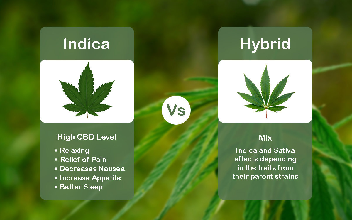 You are currently viewing Indica vs Hybrid: What’s the Difference?