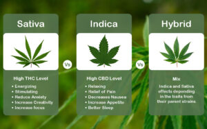 Read more about the article Sativa vs Indica vs Hybrid: Understanding Cannabis Differences