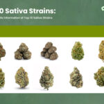 Top 10 Sativa strains