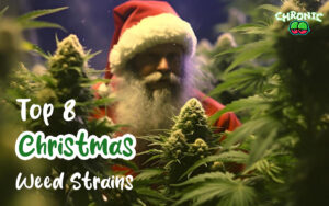 Read more about the article Top 8 Christmas Weed Strains & Pre Rolls to Buy This December