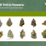 Top 10 strongest THCA Flower